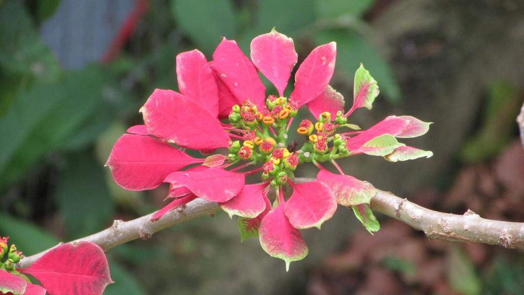 Pousada Laranja Lima Praia do Rosa Exterior photo